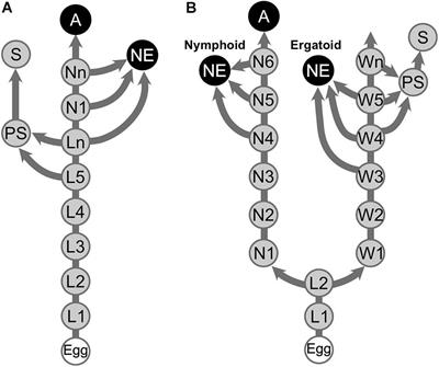 Regulatory Mechanisms Underlying the Differentiation of Neotenic Reproductives in Termites: Partial Release From Arrested Development